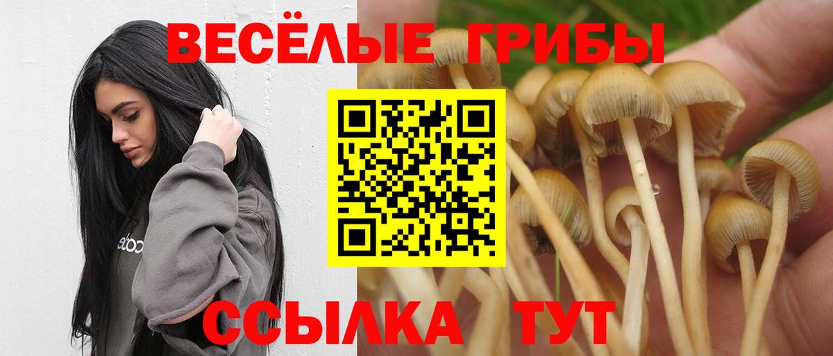 Галлюциногенные грибы Psilocybe Кашира